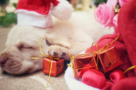 Christmas dog with hat and giftの写真素材
