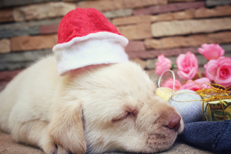 Christmas dog with hat and giftの写真素材