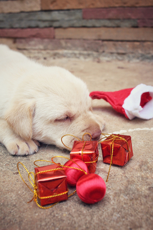 Christmas dog with hat and giftの写真素材