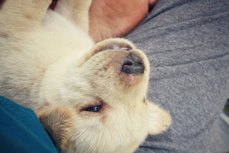 Woman playing with her labrador puppy dog