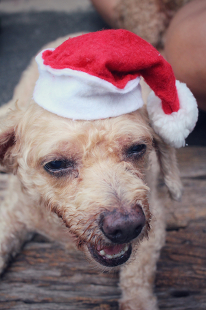 Christmas dog with hatの写真素材