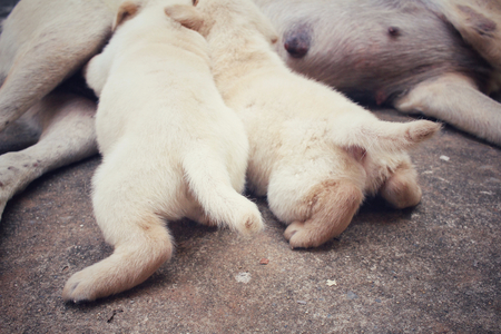 Mom and labrador puppies sucklingの写真素材