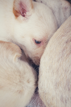 Mom and labrador puppies sucklingの写真素材