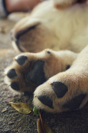 Feet of labrador puppy dogの写真素材
