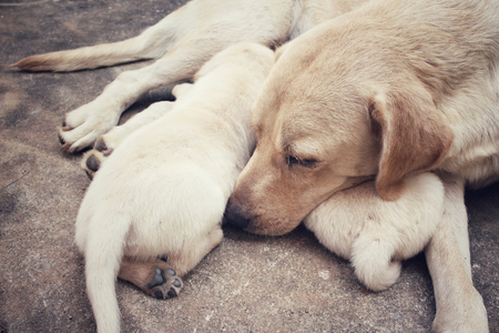 Mom and labrador puppies sucklingの写真素材