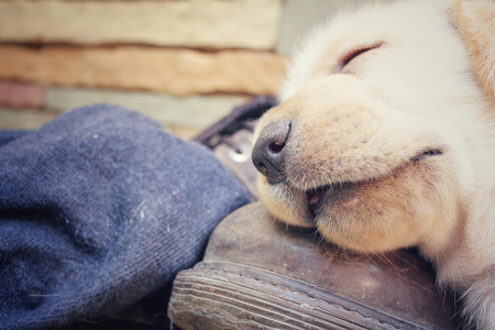 Labrador puppy dog with shoesの写真素材