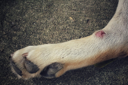 Feet of labrador dogの写真素材
