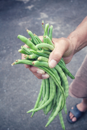 Long green bean on handの写真素材