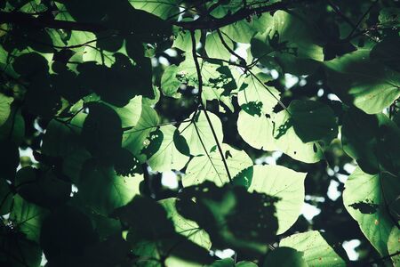 Leaves with shadowの写真素材