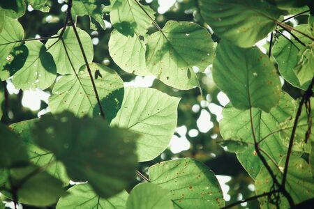 Leaves with shadowの写真素材