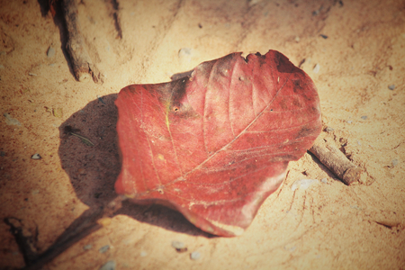 Dried leaves with shadowの写真素材