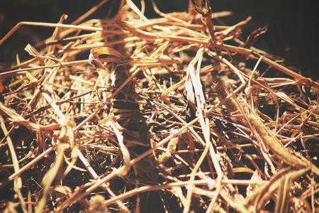 Dry grassの写真素材