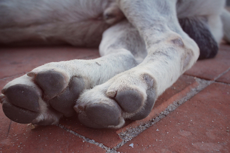 Feet of dogの写真素材
