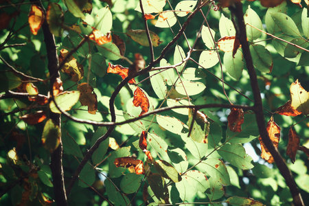 Leaves with shadow