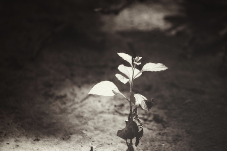 Plants on soilの写真素材