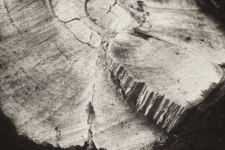 Wood backgroundの写真素材