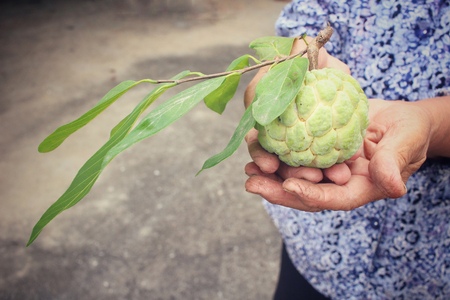 Sugar apple on handの写真素材