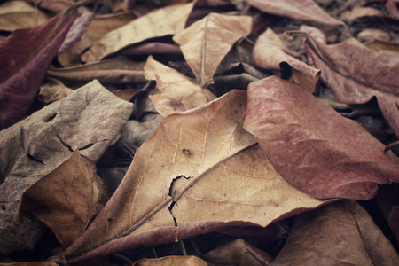Dried leavesの写真素材