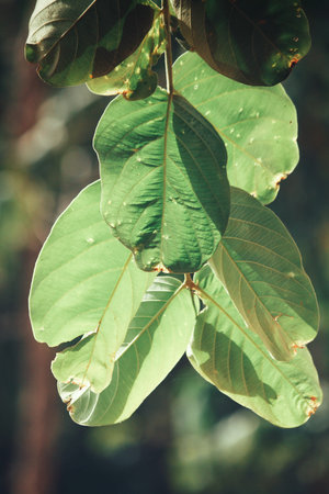 Leaves on the tree