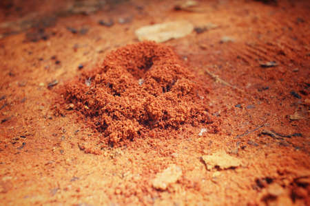 Ants nestの写真素材