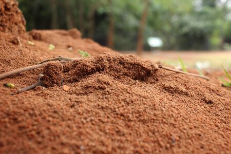 Ants nestの写真素材