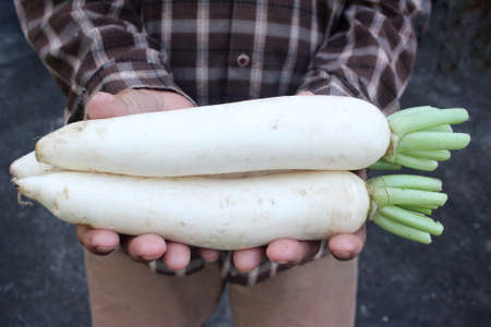 Daikon radishes on handsの写真素材