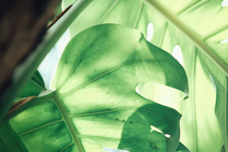 Leaves with shadowの写真素材