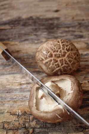 Shiitake mushroomの写真素材