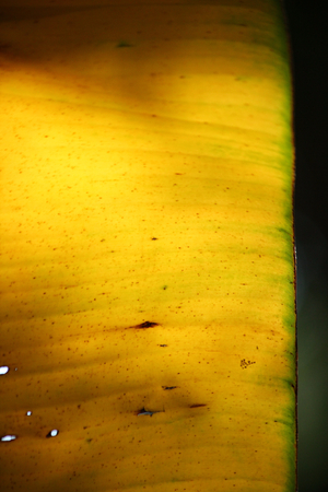 Banana leaves with shadowの写真素材