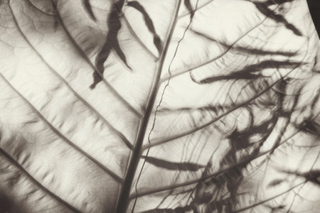 Leaves with shadow