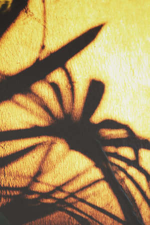 Leaves with shadowの写真素材