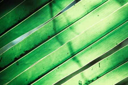 Coconut leavesの写真素材