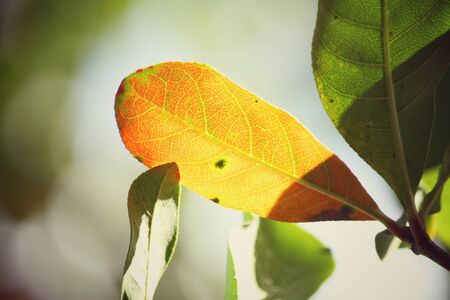 Leaves with shadowの写真素材