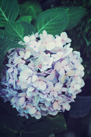 Hydrangea flowersの写真素材