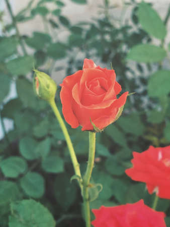 Red rosesの写真素材