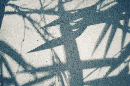 Leaves bamboo with shadowの写真素材