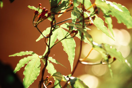 Leaves in autumn