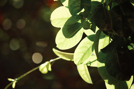 Leaves in autumnの写真素材