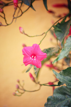 Pink flowers