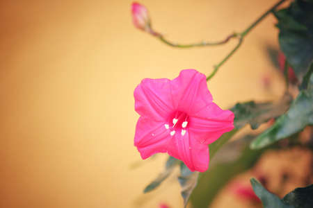 Pink flowersの写真素材