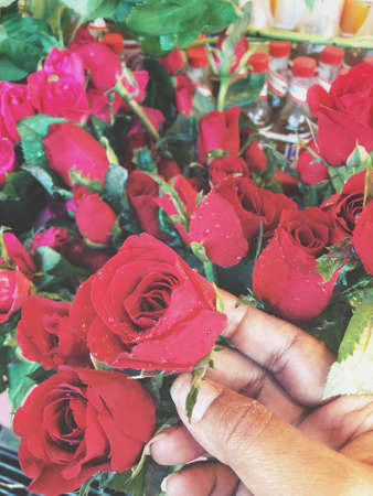 Red roses on handの写真素材