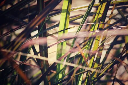 Grassの写真素材