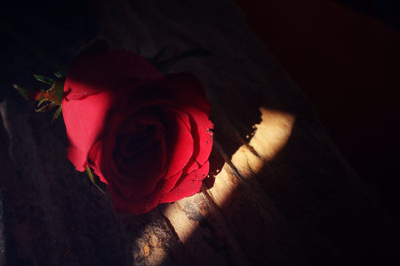 Red rose with shadowの写真素材