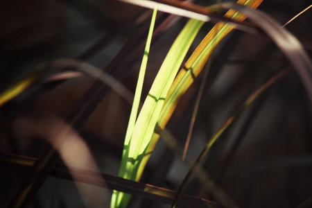 Grassの写真素材