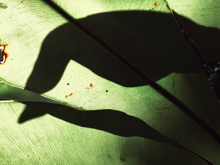 Leaves with shadowの写真素材