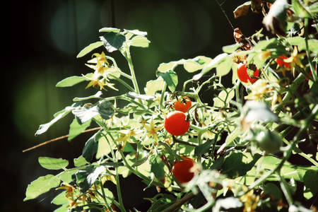 Bunch of tomatoesの写真素材