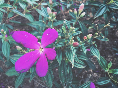 Purple flower