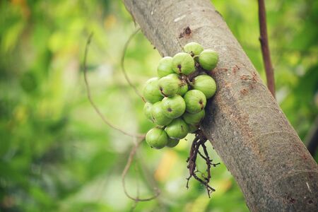 Figs on treeの写真素材