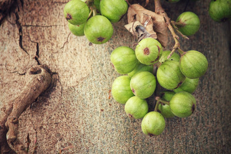 Figs on tree