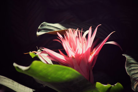 Red flower